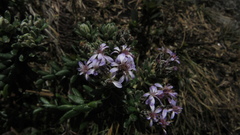 Linochilus phylicoides