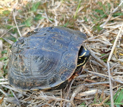 Malayemys khoratensis