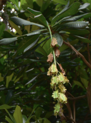 Barringtonia integrifolia