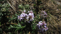 Linochilus phylicoides