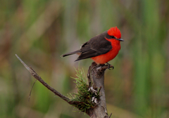 Pyrocephalus rubinus