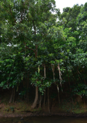 Barringtonia integrifolia