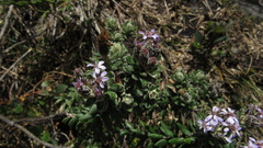 Linochilus phylicoides