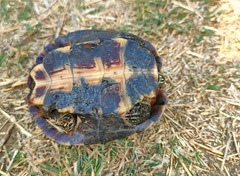 Malayemys khoratensis