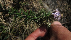 Linochilus phylicoides