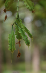 Barringtonia integrifolia