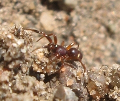 Asagena americana