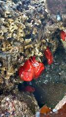 Anemonia alicemartinae