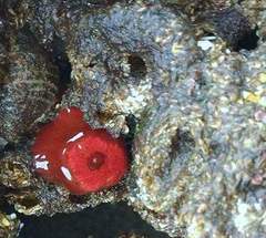Anemonia alicemartinae