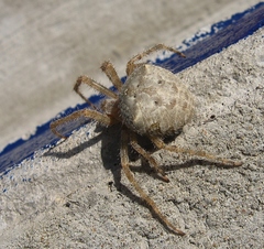 Araneus cavaticus