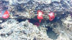 Anemonia alicemartinae