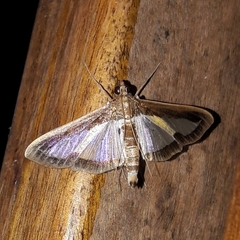 Diaphania elegans
