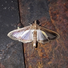 Diaphania elegans