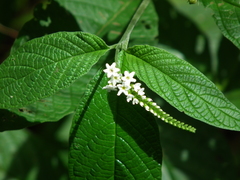 Heliotropium transalpinum