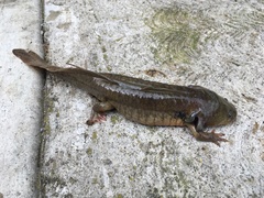 Ambystoma granulosum