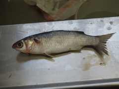 Mugil curema