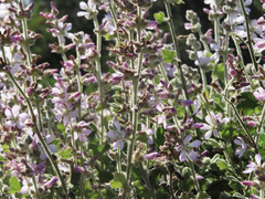 Malacothamnus clementinus