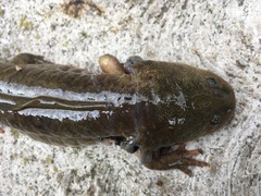 Ambystoma granulosum