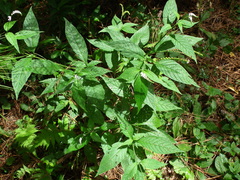 Heliotropium transalpinum