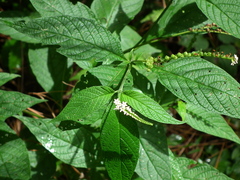 Heliotropium transalpinum