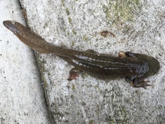 Ambystoma granulosum