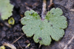 Hydrocotyle laxiflora
