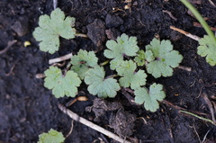 Hydrocotyle laxiflora
