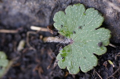 Hydrocotyle laxiflora
