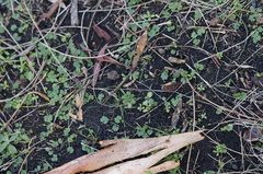 Hydrocotyle laxiflora