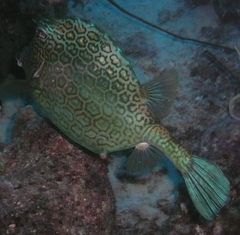 Acanthostracion polygonium