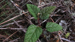 Rubus acanthophyllos