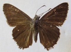 Nisoniades