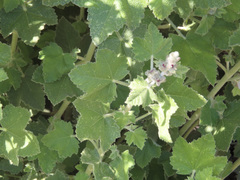 Malacothamnus clementinus