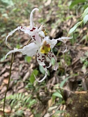Oncidium cirrhosum