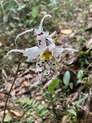 Oncidium cirrhosum
