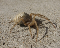 Araneus cavaticus