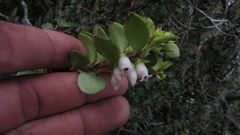 Disterigma alaternoides