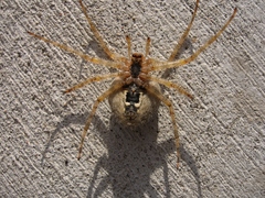 Araneus cavaticus