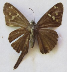 Thorybes dorantes dorantes