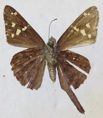 Thorybes dorantes dorantes