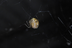 Tidarren sisyphoides