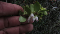 Disterigma alaternoides