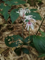 Tricyrtis macropoda