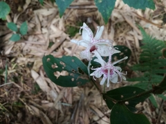 Tricyrtis macropoda