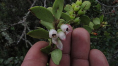 Disterigma alaternoides