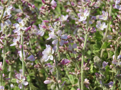 Malacothamnus clementinus