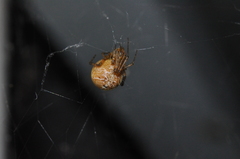 Tidarren sisyphoides