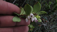 Disterigma alaternoides