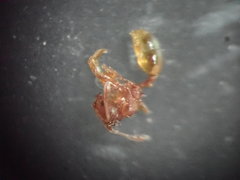 Pheidole rugosula