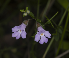 Prostanthera sejuncta